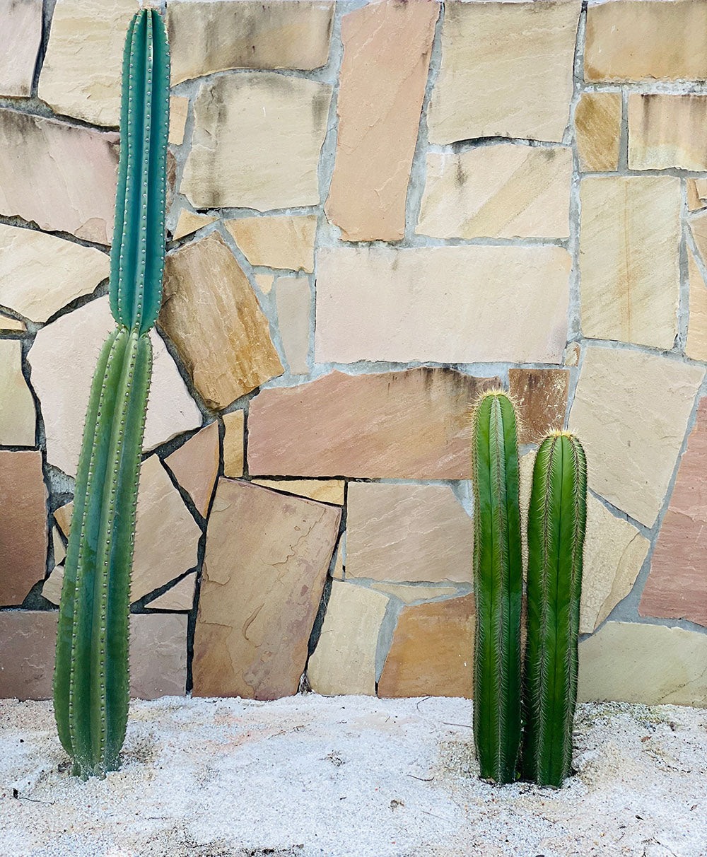 Cosmic Creator Stock Images: Close up of cactus garden with a neutral stone wall, background marketing image, spiritual coach stock images