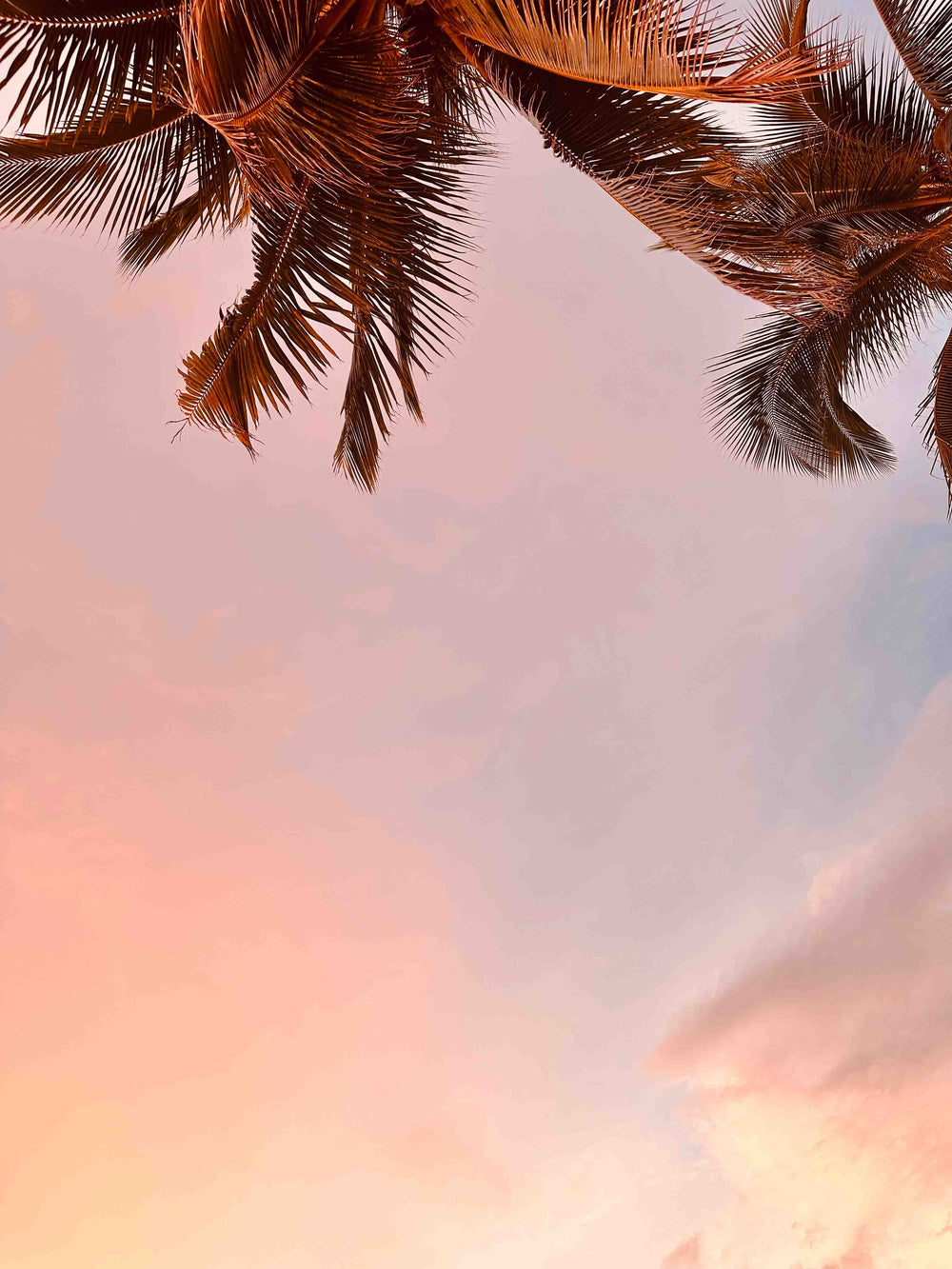 Cosmic Creator Stock Images: Photo looking up at palm leaves and a pastel sunset sky, spiritual coach stock images