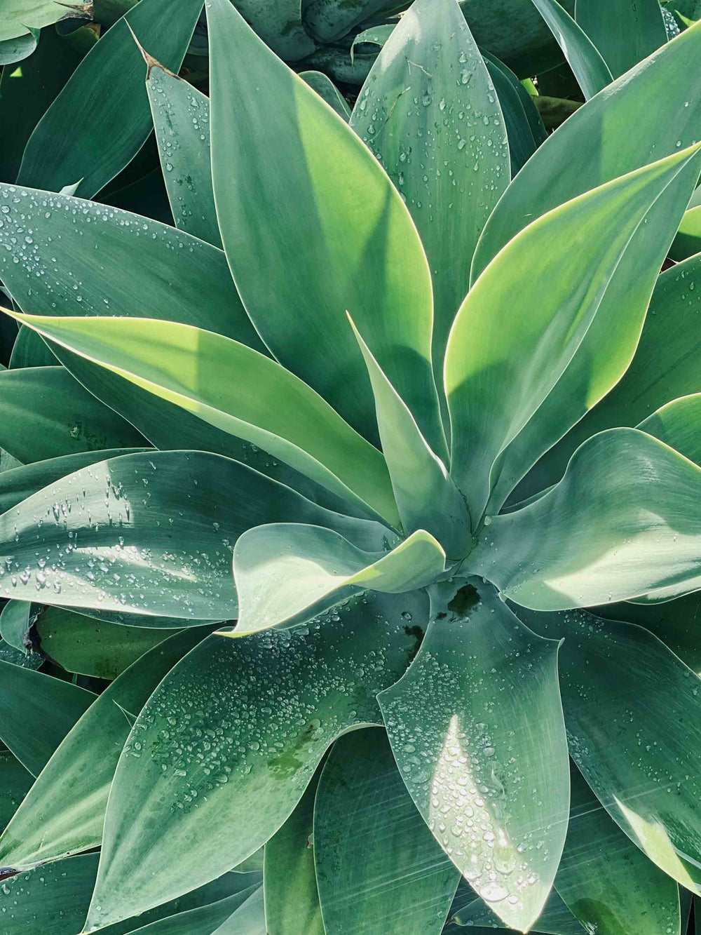 Cosmic Creator Stock Images: close up image of agave plant, background marketing image, spiritual coach stock images
