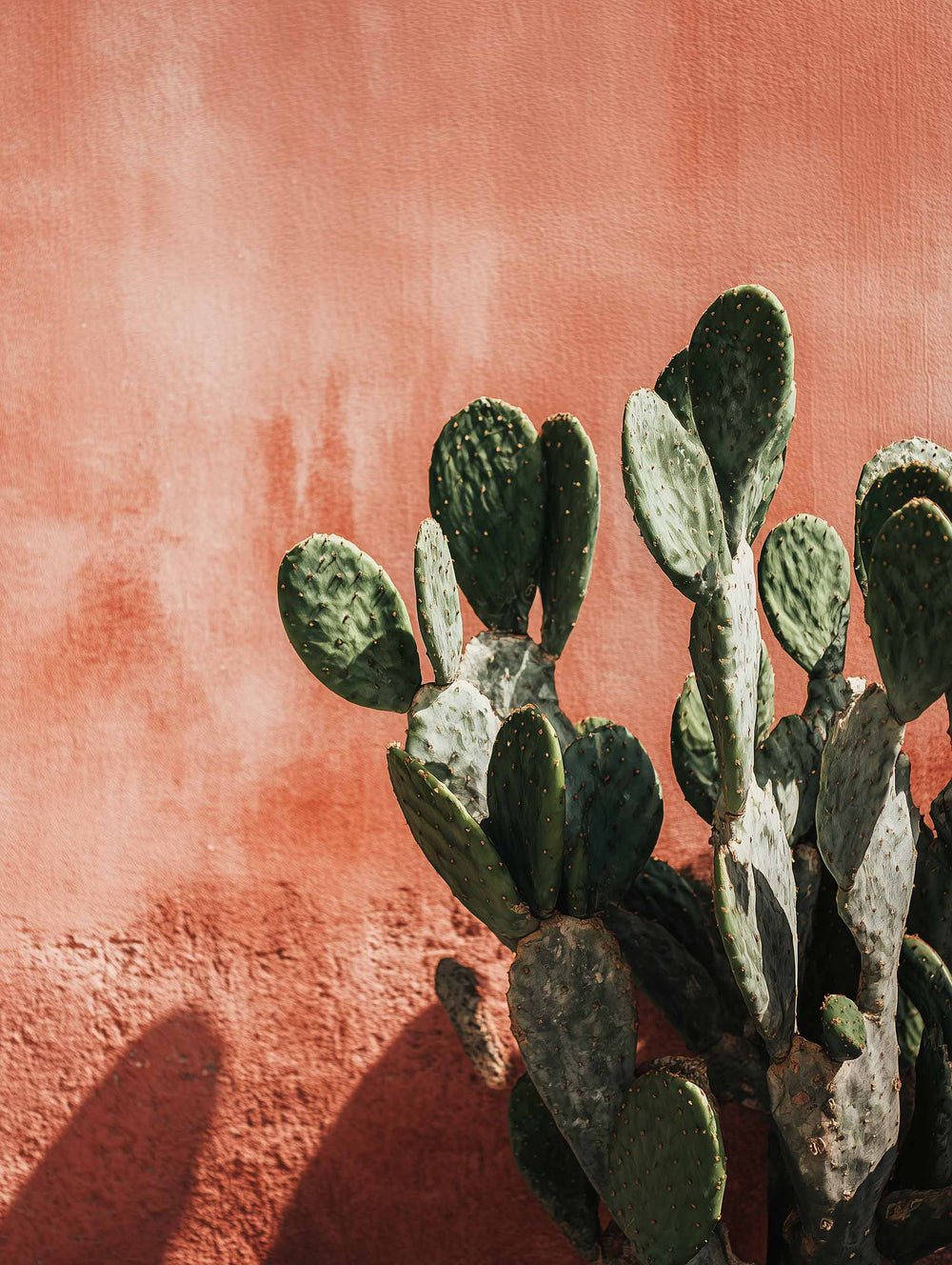 Cosmic Creator Stock Images: Close up of cactus plant in front of a textured peach colored concrete wall, background marketing image, spiritual coach stock images